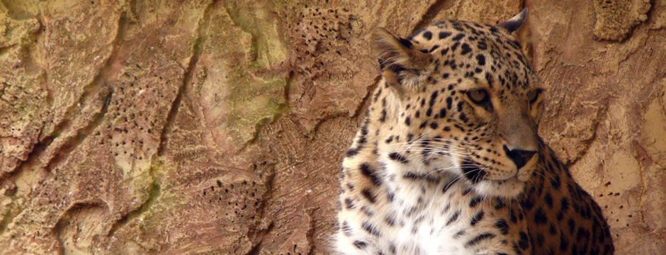 秒发卡便宜的电话狂轰滥炸软件